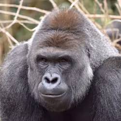 HARAMBE: LEGENDS #237