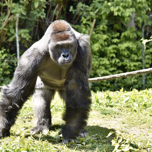 Harambe Legends