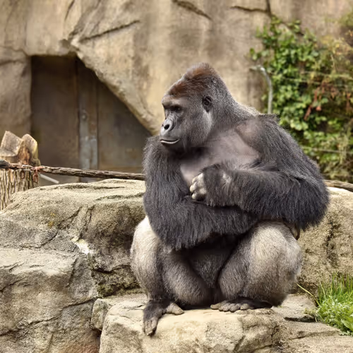 Harambe Legends