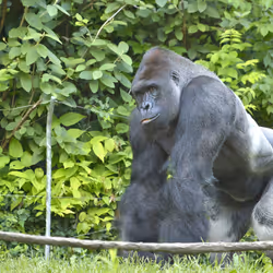 HARAMBE: LEGENDS #462