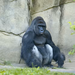 HARAMBE: LEGENDS #652