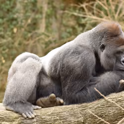 HARAMBE: LEGENDS #471