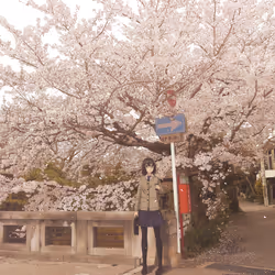 sakura #16/100
