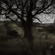 TRANSIENT REALMS
