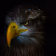 The Eagles V2