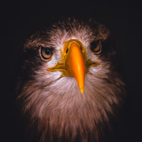 The Eagles V2