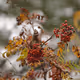Beautiful Nature - UrcdAbYehL