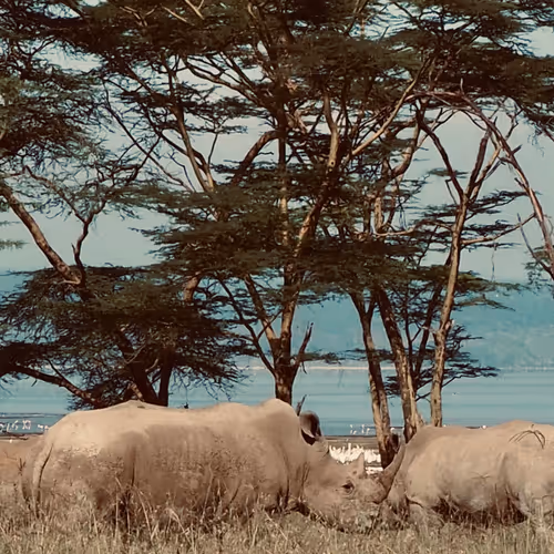Nakuru Serenade