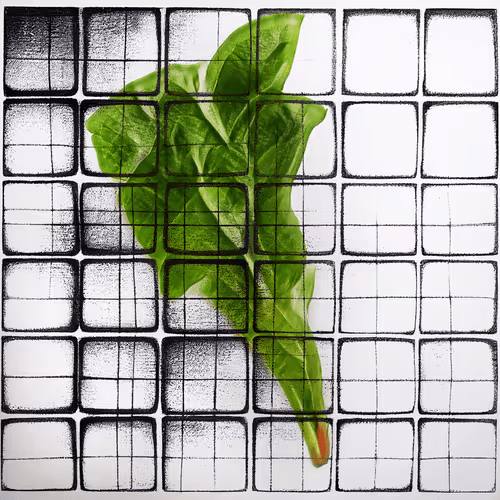 Ai Horticulture Vignettes From The Greenhouse Of T