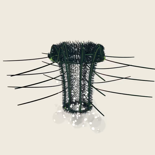 Lycorises #71