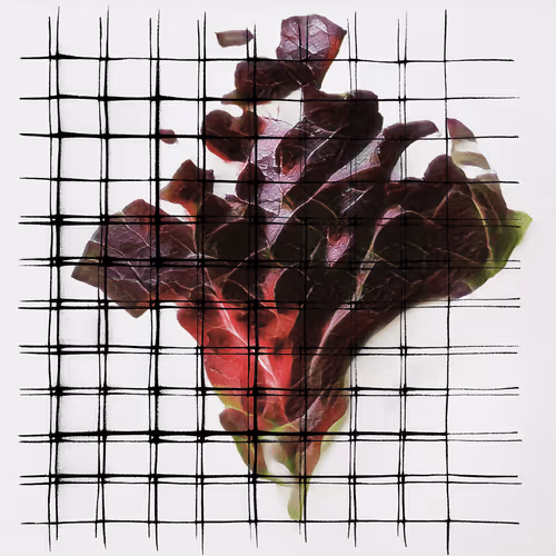 Ai Horticulture Vignettes From The Greenhouse Of T