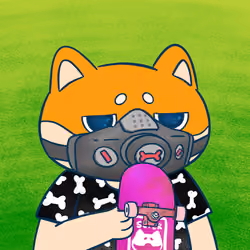 Super Shiba #6341