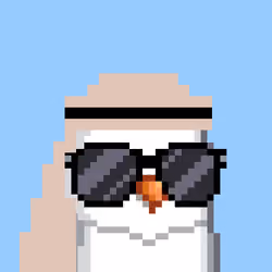 Saudi Birds #11