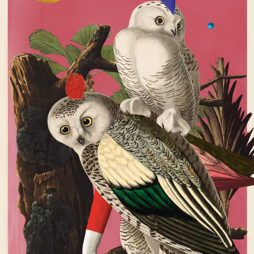 Birdsofsolis