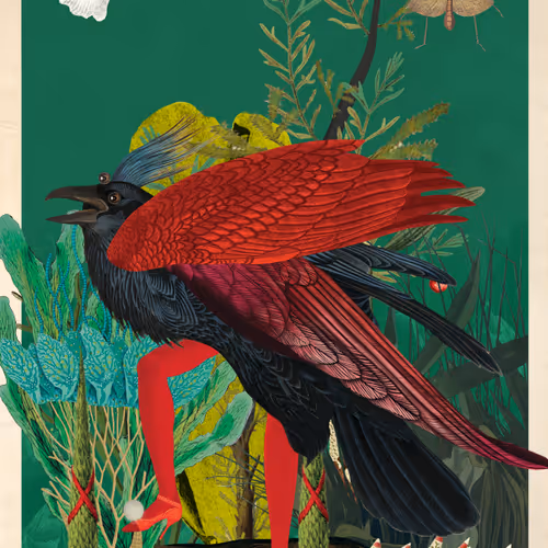 Birdsofsolis