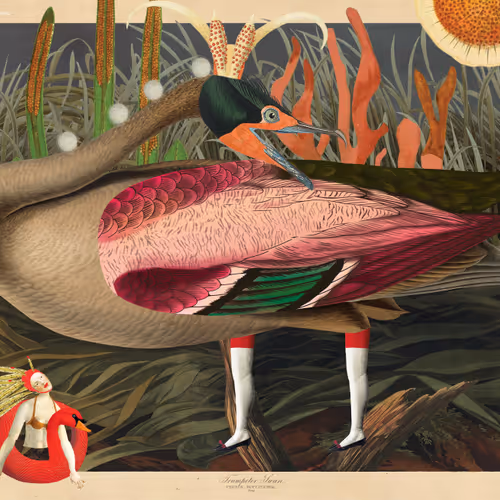 Birdsofsolis