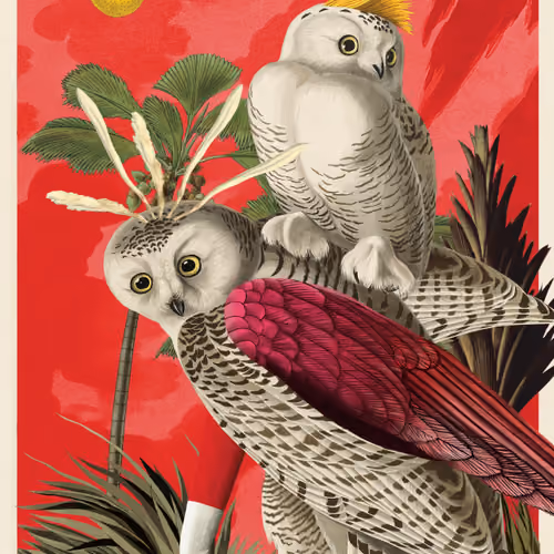 Bubo Scandicus Morphus #22