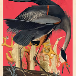 Ardea Herodias Morpias #18
