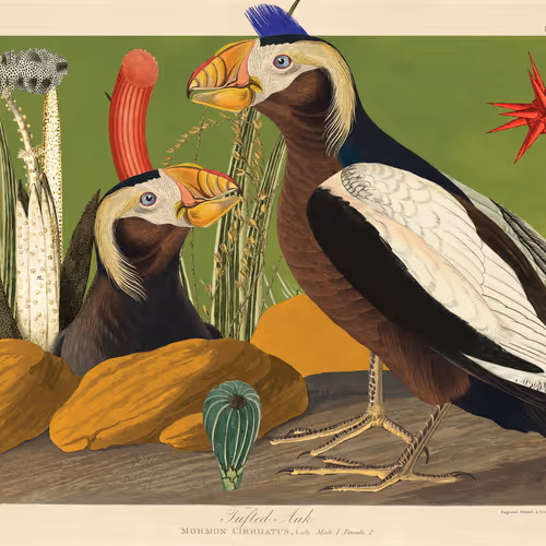 Birdsofsolis