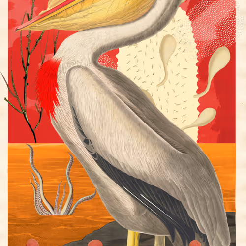 Birdsofsolis