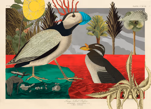 Birdsofsolis