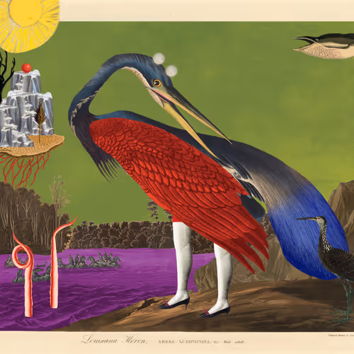 Birdsofsolis