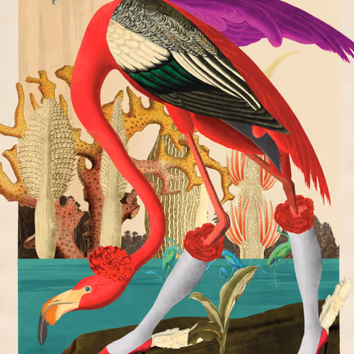 Birdsofsolis