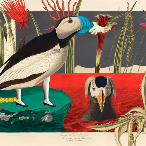 Birdsofsolis