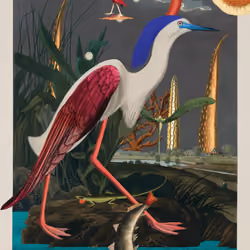 Egretta Thula Morpha #76