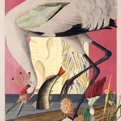 Grus Americana Morpha #67