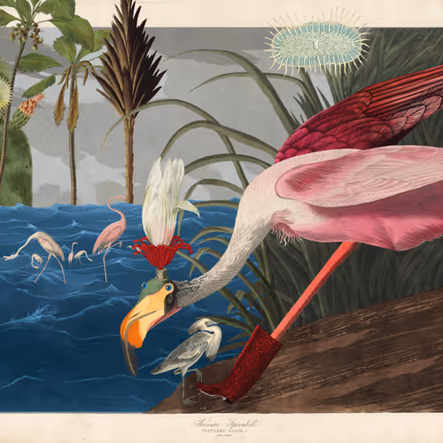 Birdsofsolis