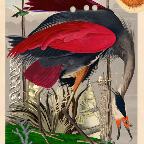 Ardea Herodias Morpias #58