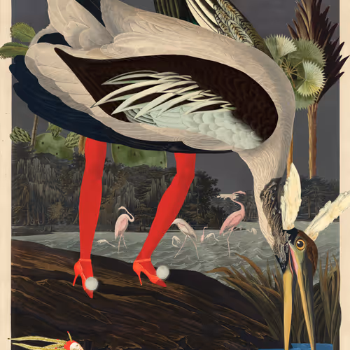 Birdsofsolis