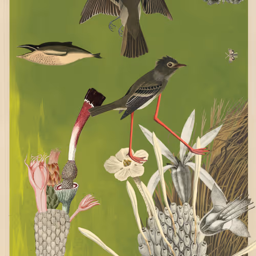 Birdsofsolis