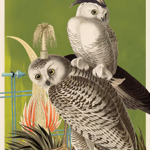 Birdsofsolis