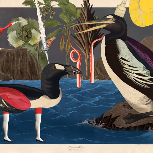 Birdsofsolis