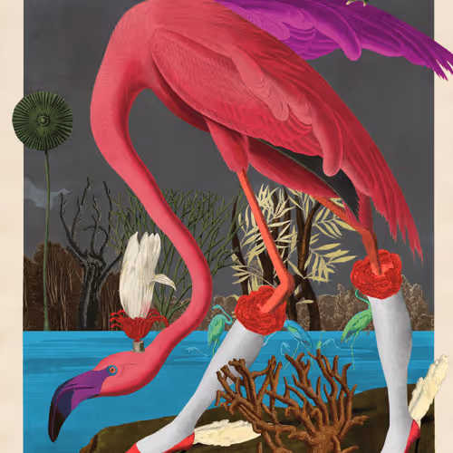 Birdsofsolis