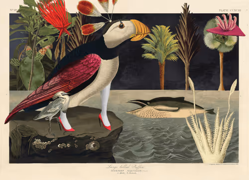 Birdsofsolis