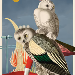 Bubo Scandicus Morphus #68