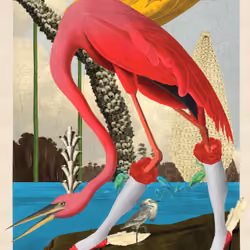 Phoenicopterus Ruber Morpher #40