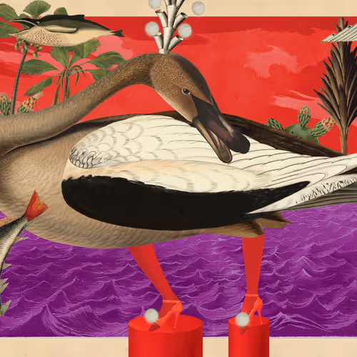 Birdsofsolis