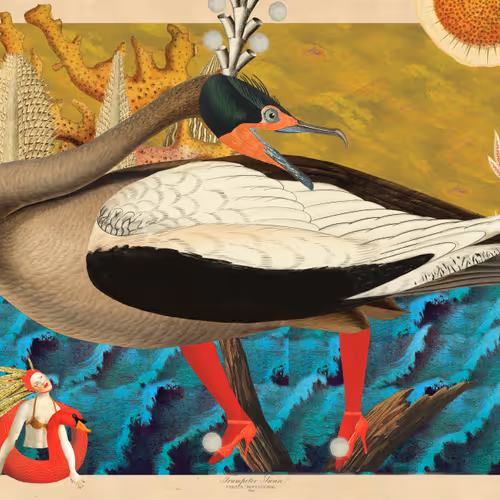 Birdsofsolis