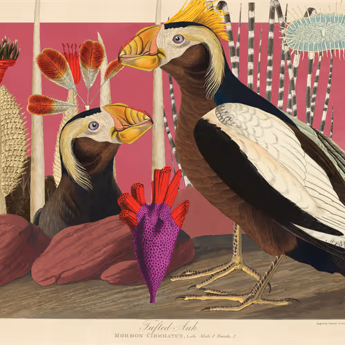 Birdsofsolis