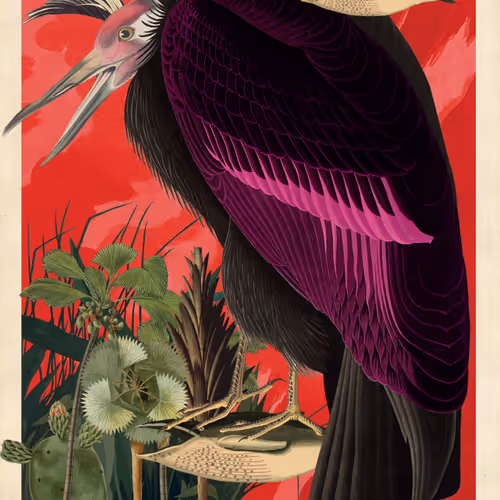 Birdsofsolis