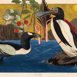 Pinguinus Impennis Morphis #39