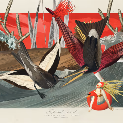 Birdsofsolis
