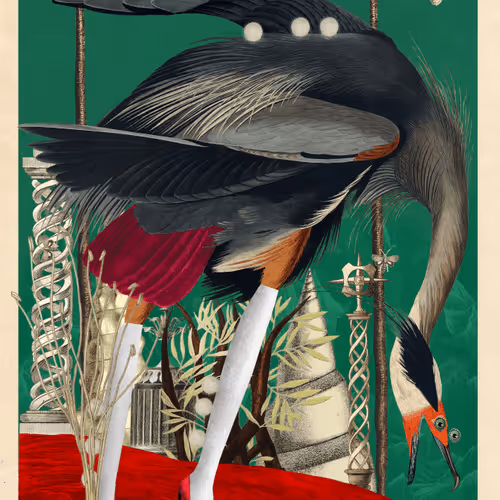 Birdsofsolis
