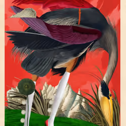 Ardea Herodias Morpias #13