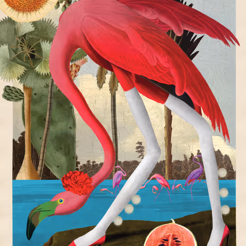 Phoenicopterus Ruber Morpher #2