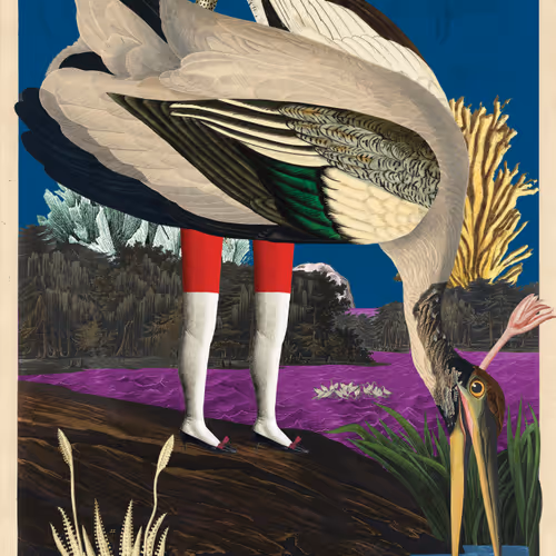 Birdsofsolis